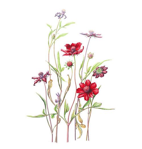 位图 植物图案 写意花卉 花朵 免费素材