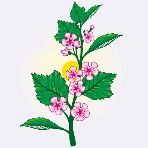 印花矢量图 植物 花卉 优雅植物 色彩 免费素材