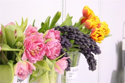 上海国际花展显露出我国花卉产业转型持续深入